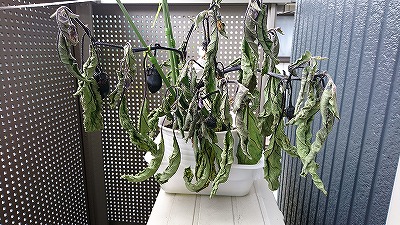 枯れた茄子