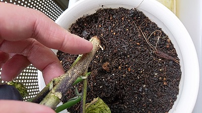 根本から折れた茄子の茎