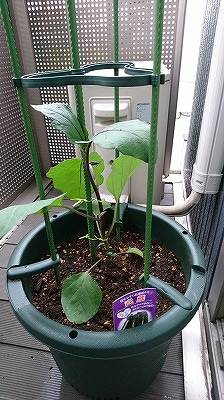楽々菜園丸型で茄子栽培